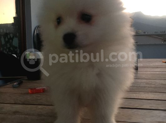 2 Aylık Erkek Pomeranian Teddy Bear görsel